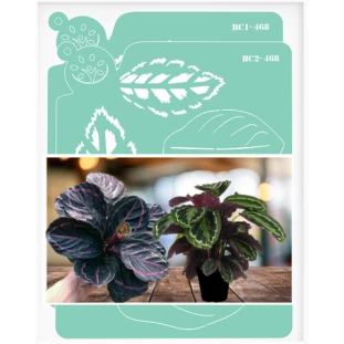 ESTÊNCIL PARA PINTURA - CALATHEA VEITICHIANA (Janaína Cordeiro)