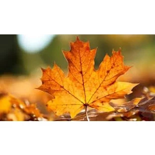 FRISADOR FOLHA DE MAPLE PEQUENAS (BORDO) -  LINHA  PROFISSIONAL